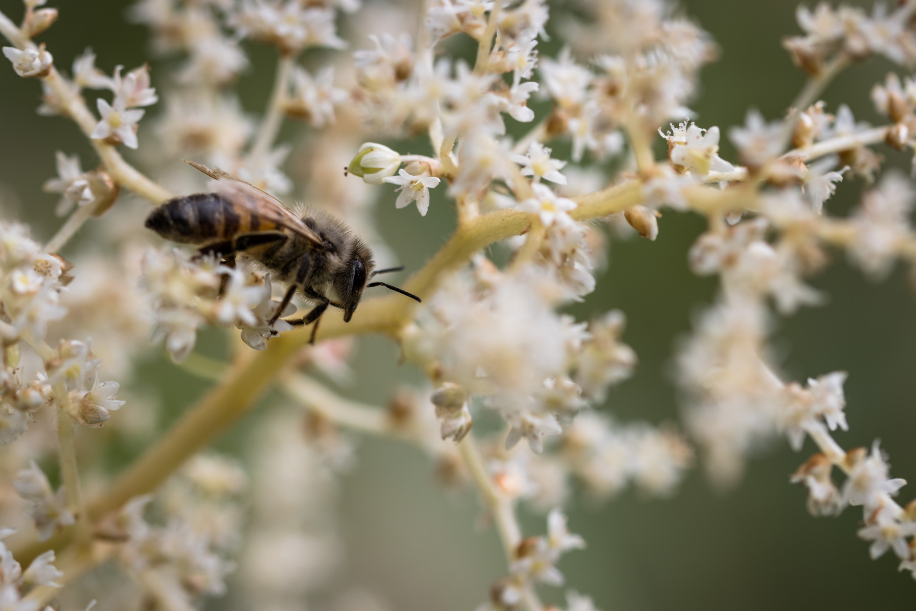 A bee on a cluster of small, white flowers, captured in close-up detail.