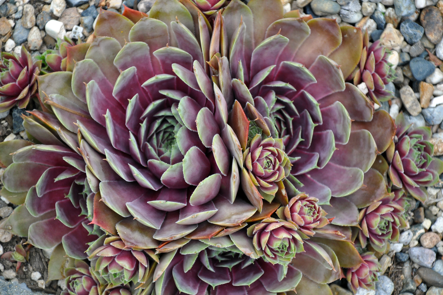 Close-up of a vibrant purple and green succulent plant on a layer of pebbles.