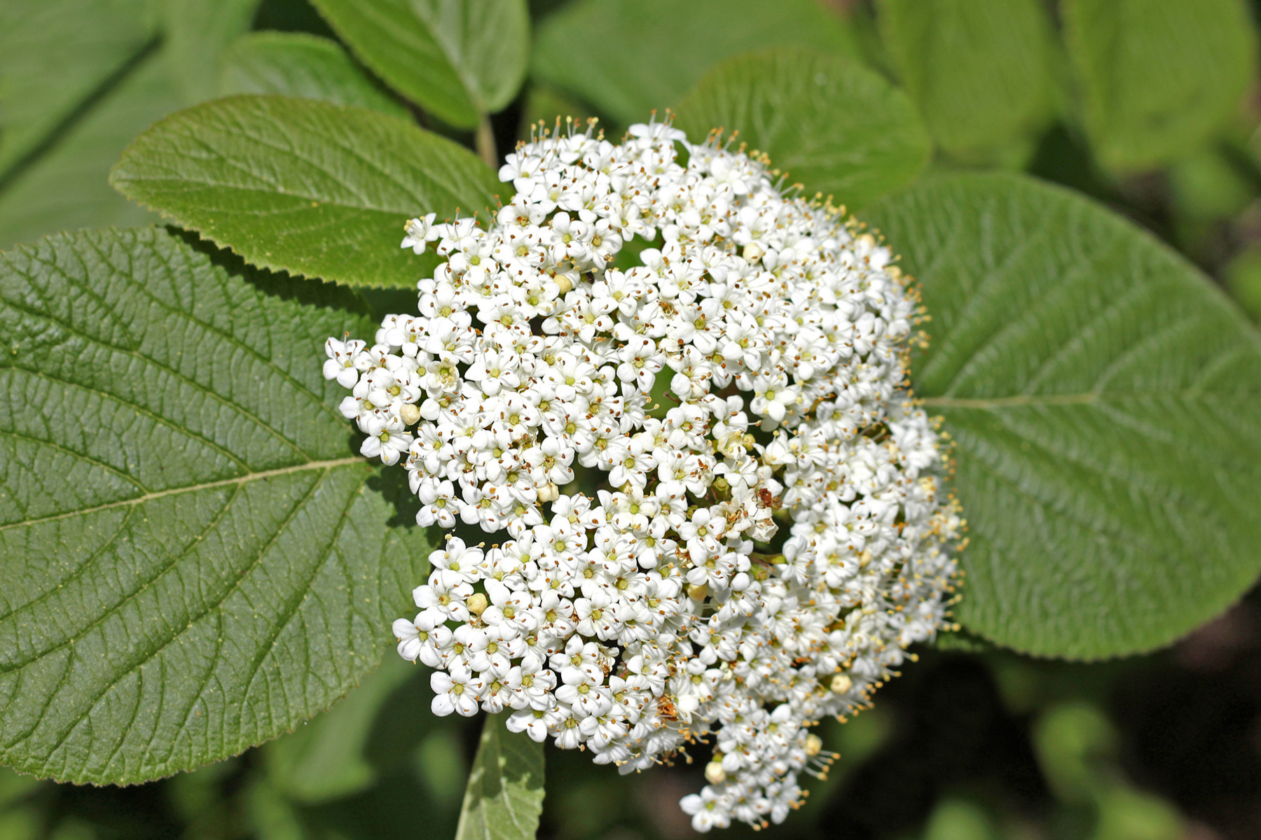 Cluster of small white flowers with green leaves in the background.