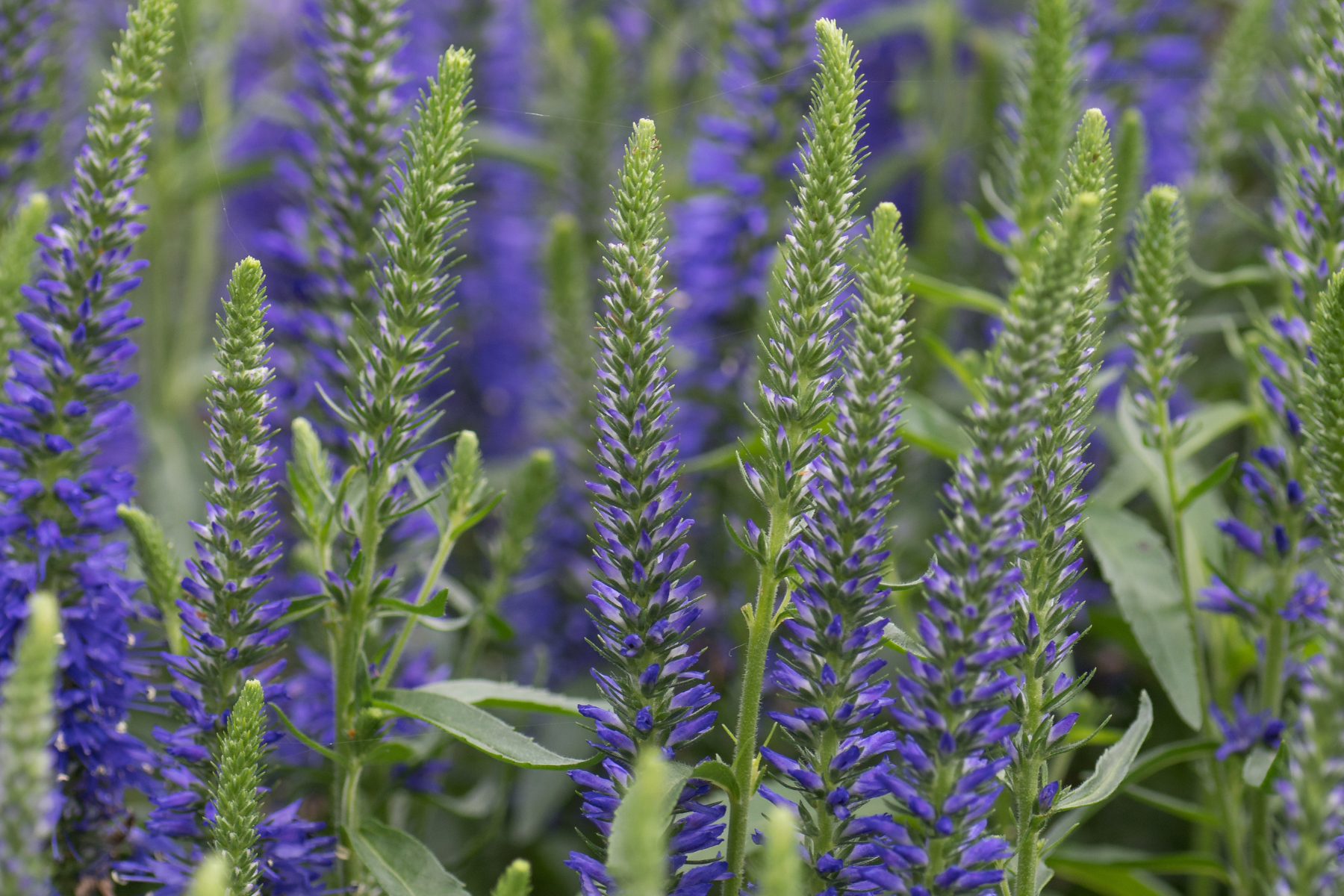 Tall purple and green flower spikes in a garden with lush green leaves.