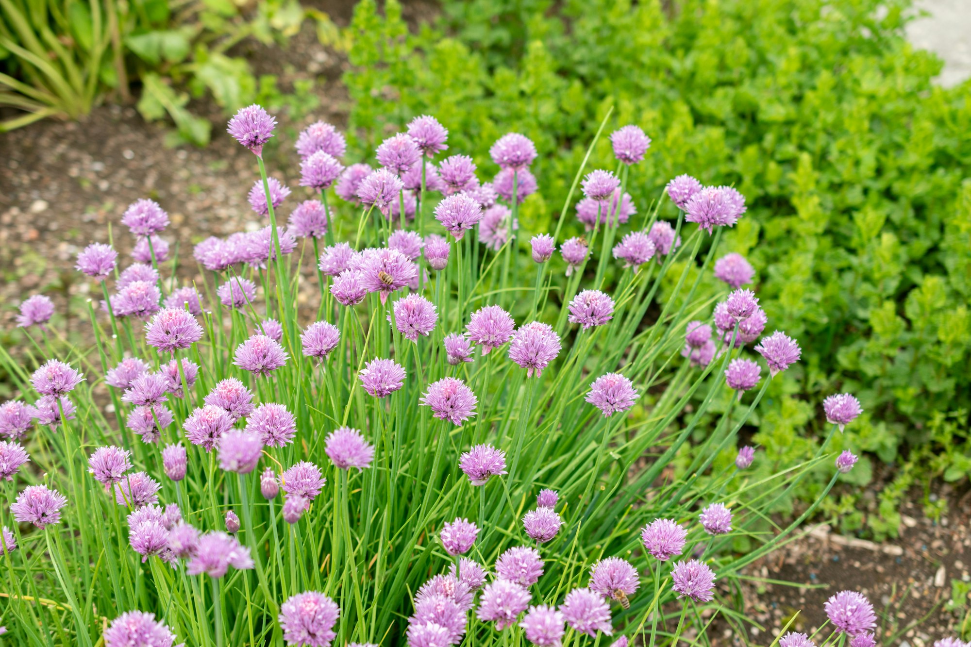 Purple chive flowers with long green stems in a garden setting.
