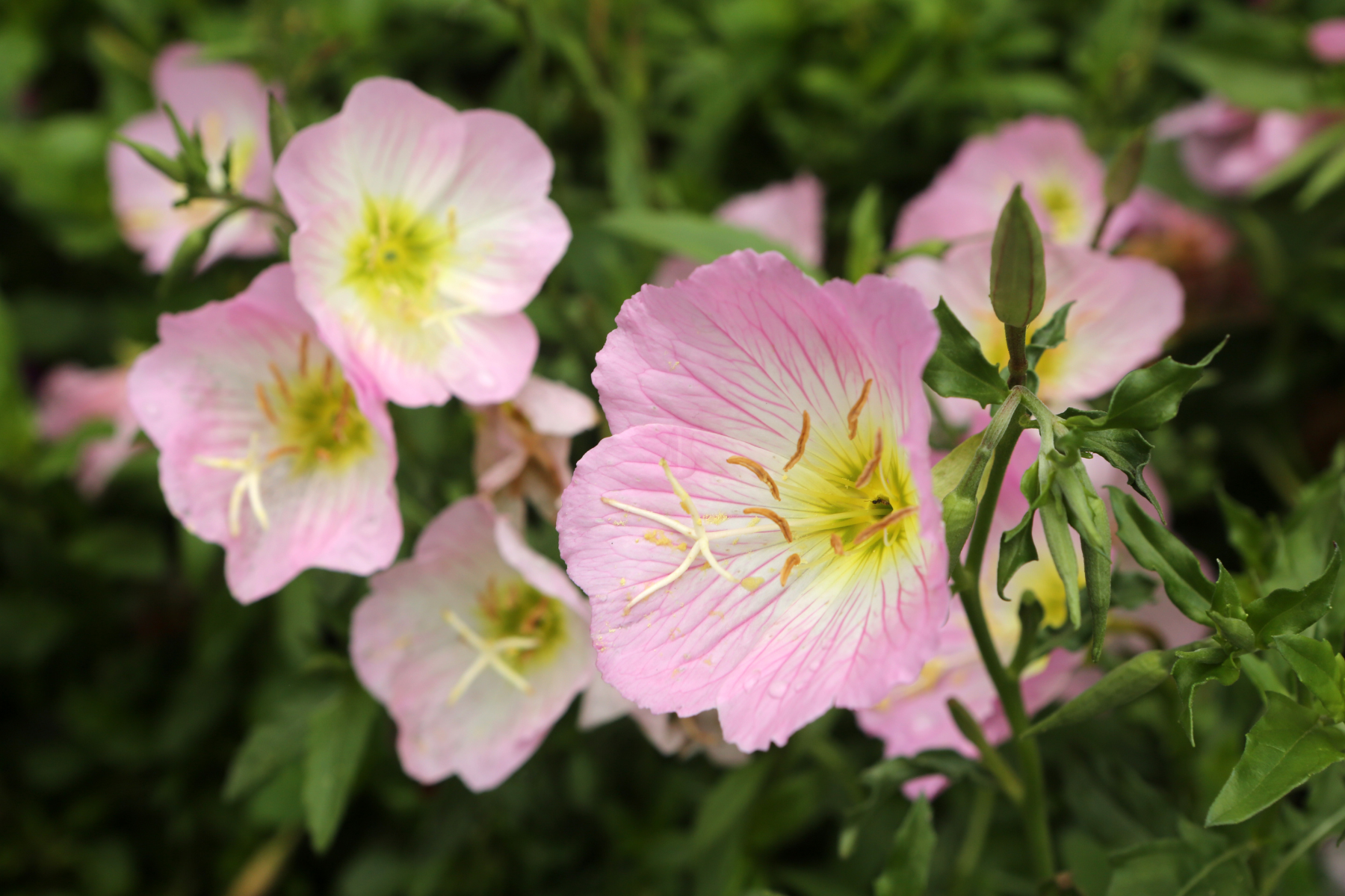 Pink flowers with yellow centers and green leaves, part of a lush garden setting.