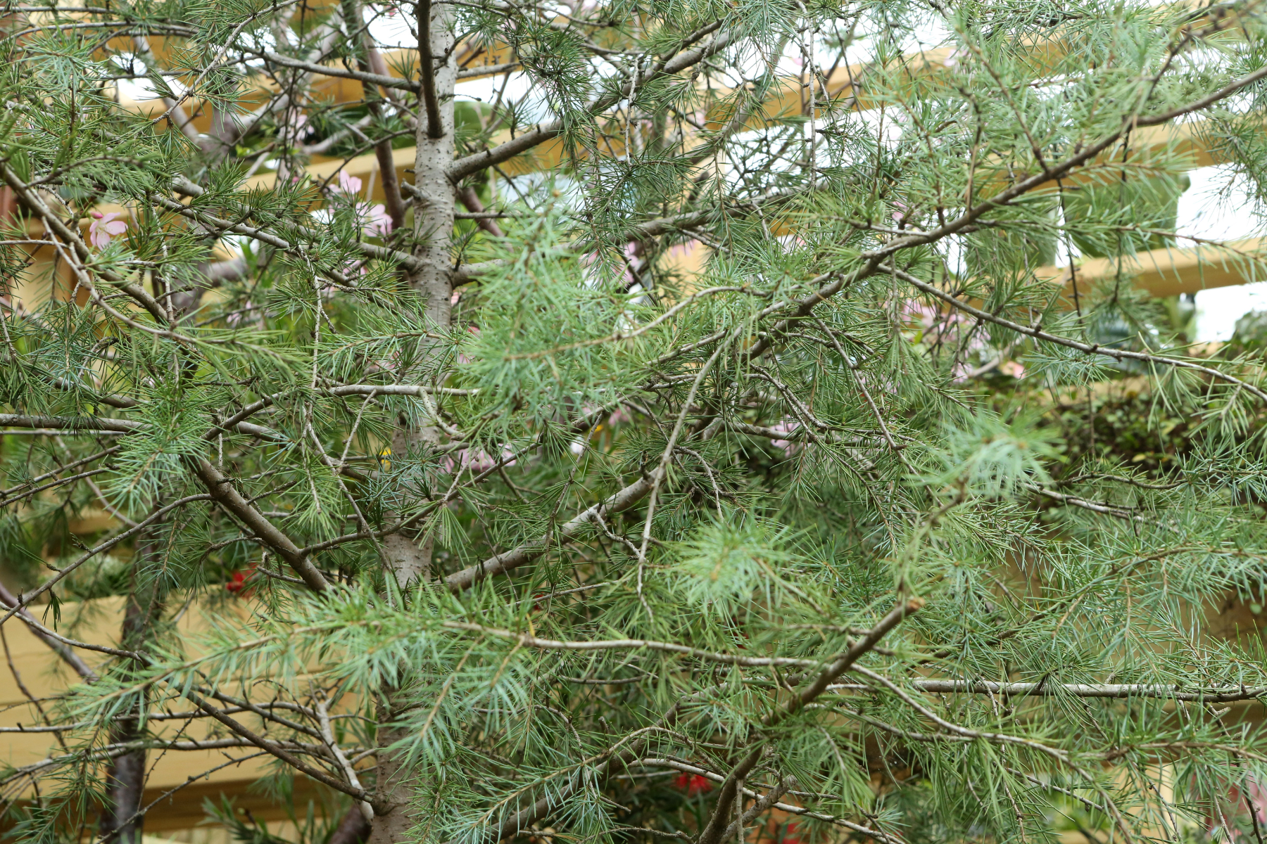Pine branches with green needles, lattice structure visible in the background.