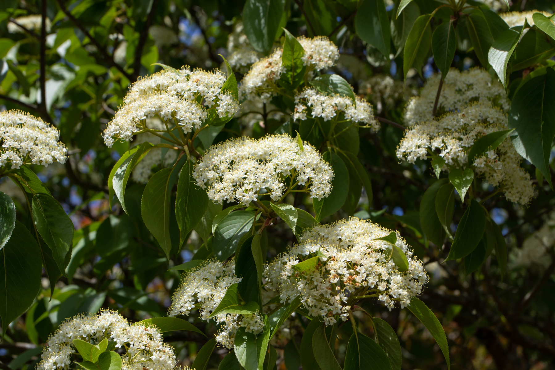 Clusters of small white flowers with green leaves in a natural setting.