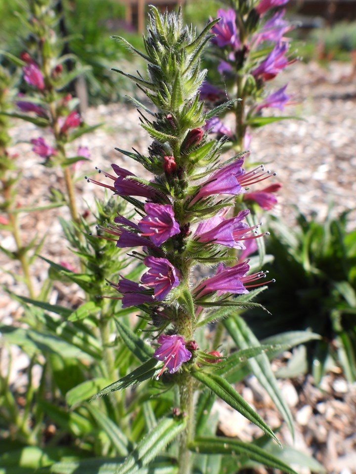 A vibrant plant with spiky green stems and purple-pink flowers growing in a garden setting.