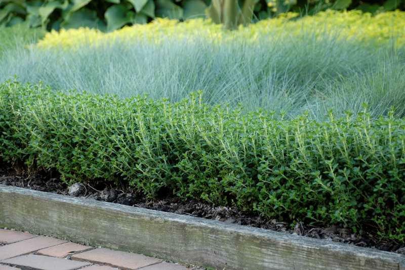 Dense green shrubbery and ornamental grasses lined with a wooden border and brick walkway.