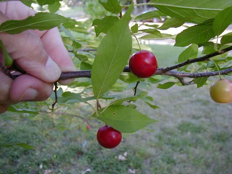 A hand holding a branch with red cherries and green leaves.