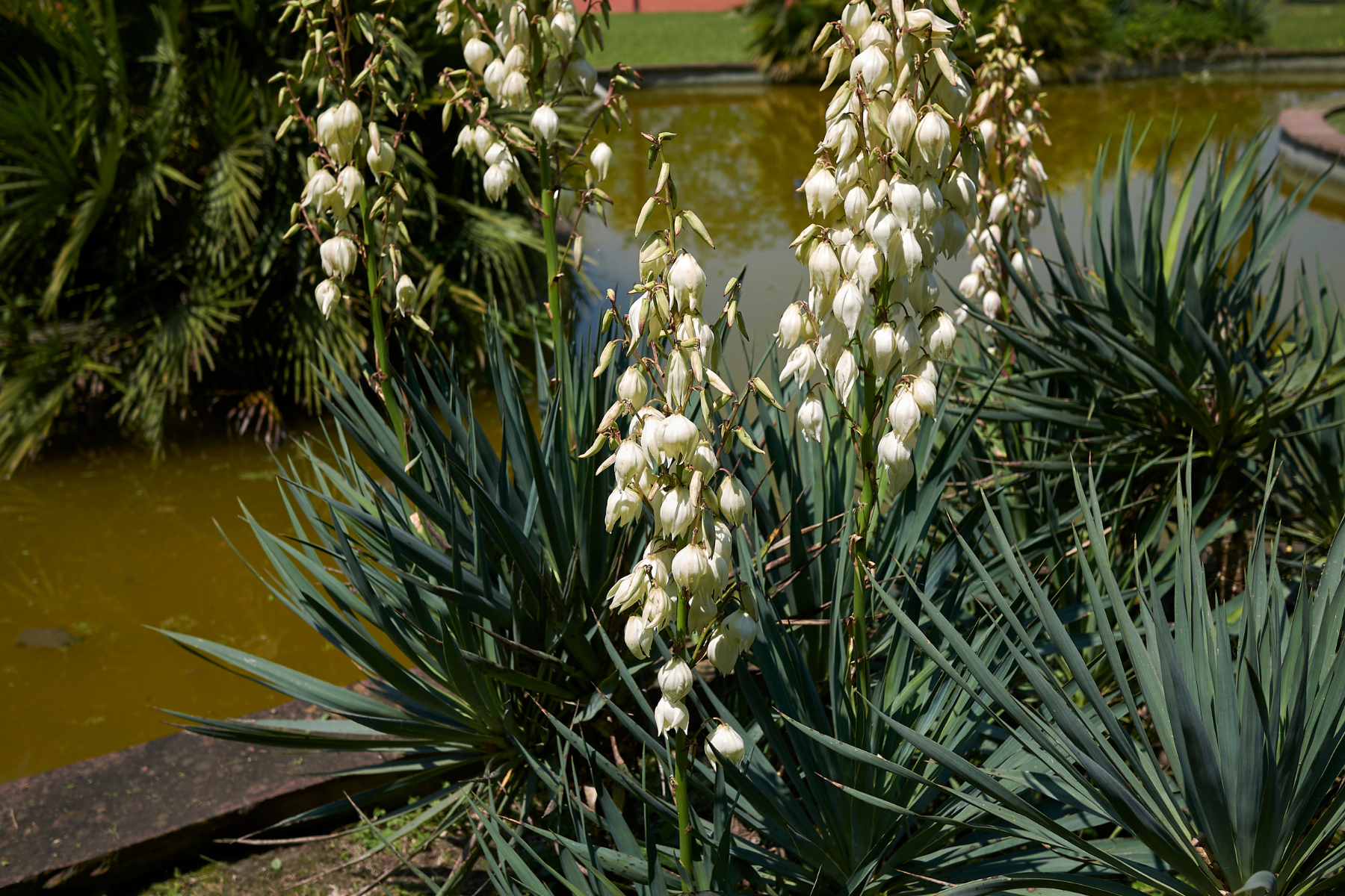 Yucca plants with white flowers by a pond.