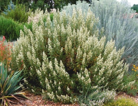 A dense bush with small white flowers surrounded by various greenery in a garden setting.