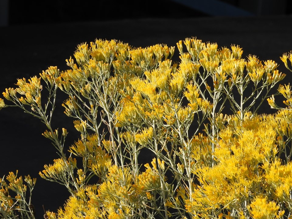 Yellow wildflowers with thin stems against a dark background.