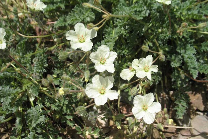 Cluster of white flowers with green leaves and stems.