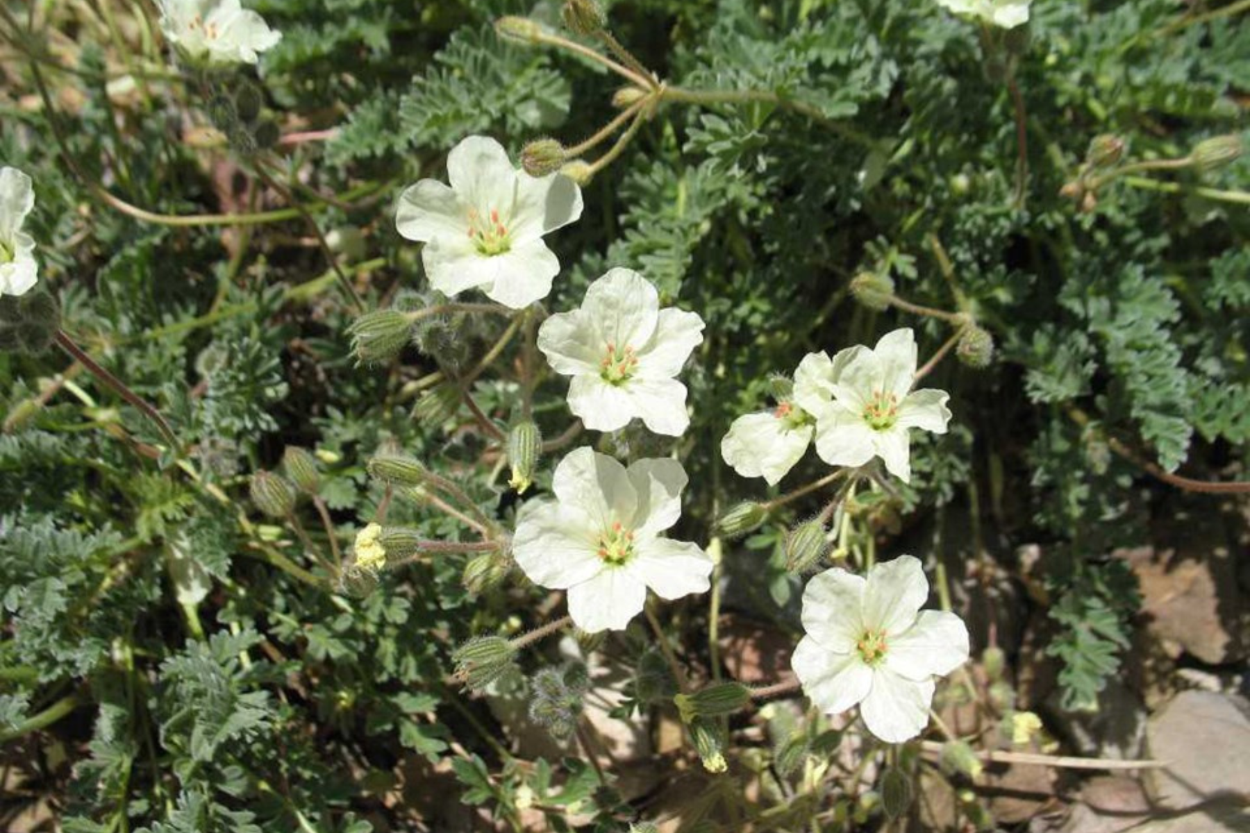 Cluster of white flowers with green leaves and stems.