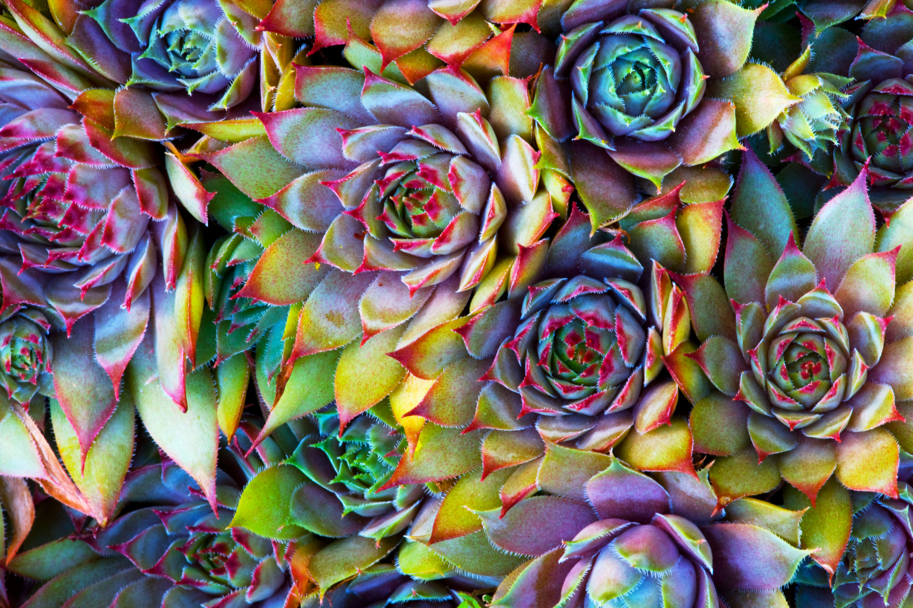 Vibrant succulent flowers with purple, yellow, orange, red, blue and green colors shown.