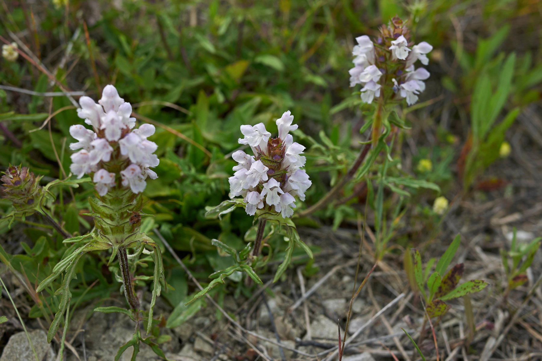 White wildflowers with green foliage growing amidst dried grass.