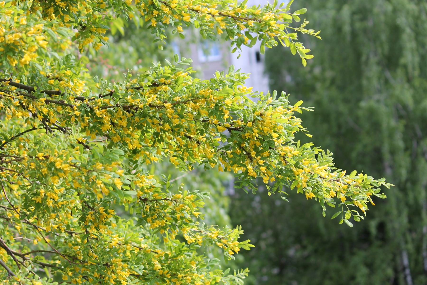 A branch with green leaves and clusters of yellow flowers against a blurred background.