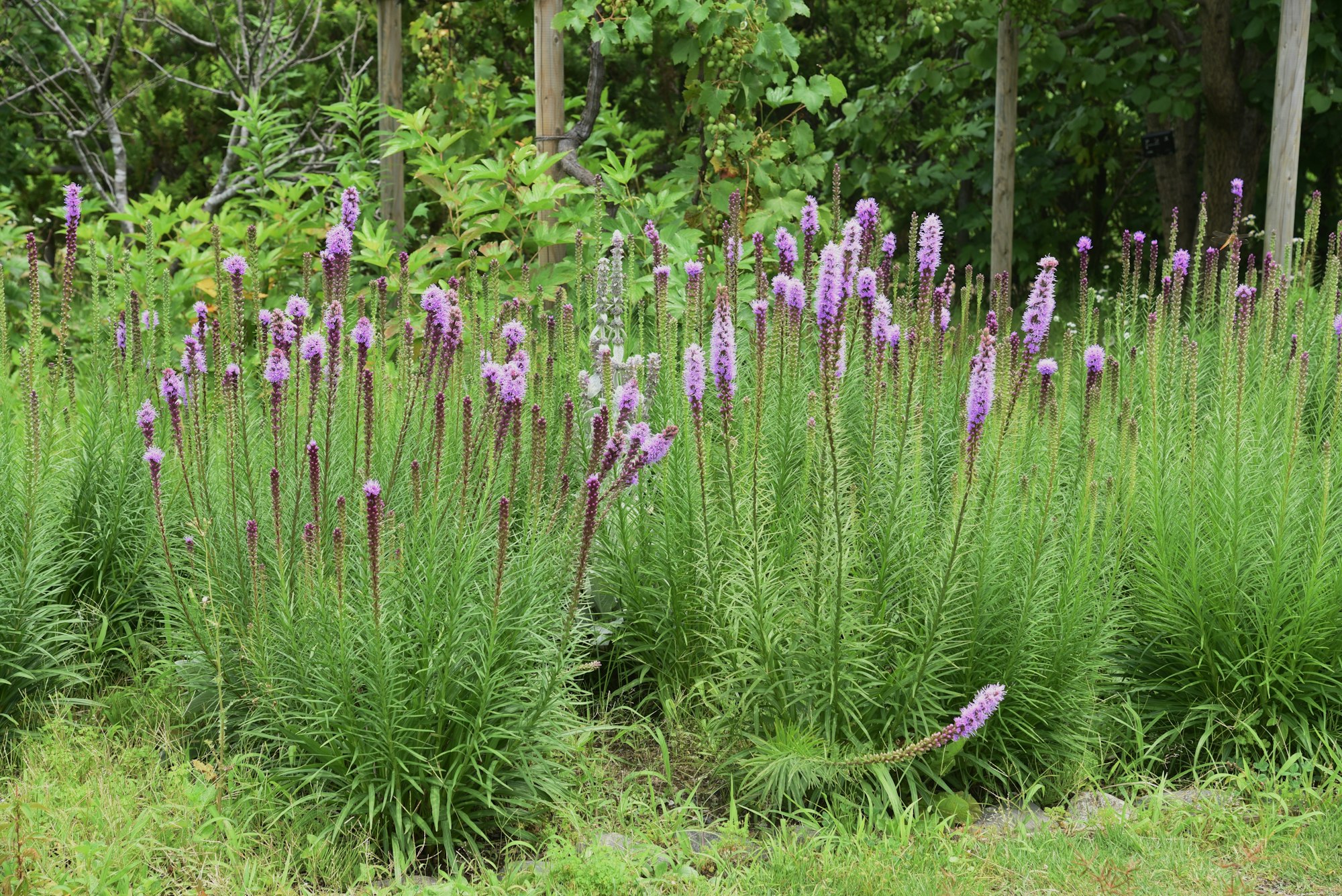 Purple flowers and green foliage in a garden setting.