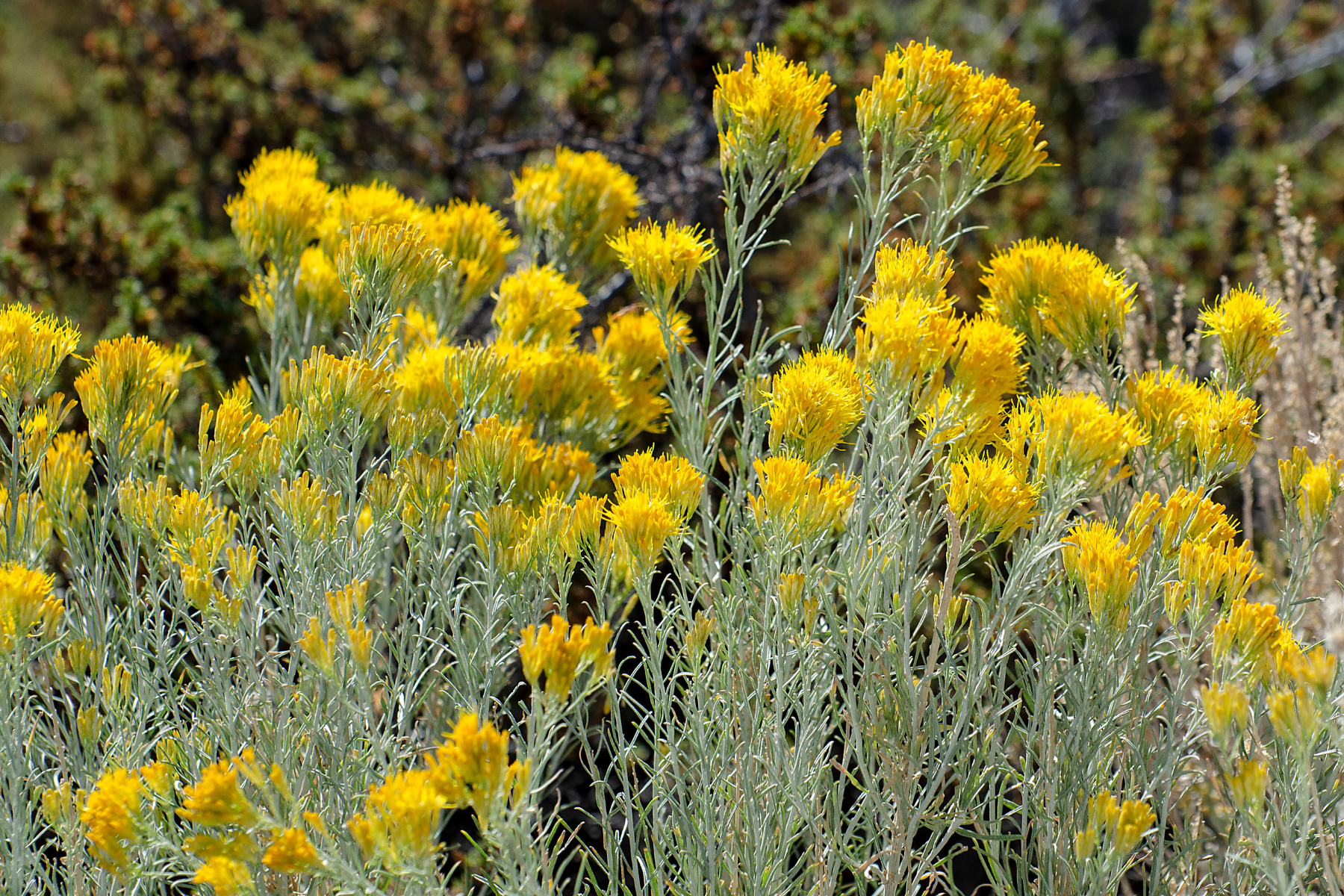 Yellow flowers with green foliage in a natural setting.