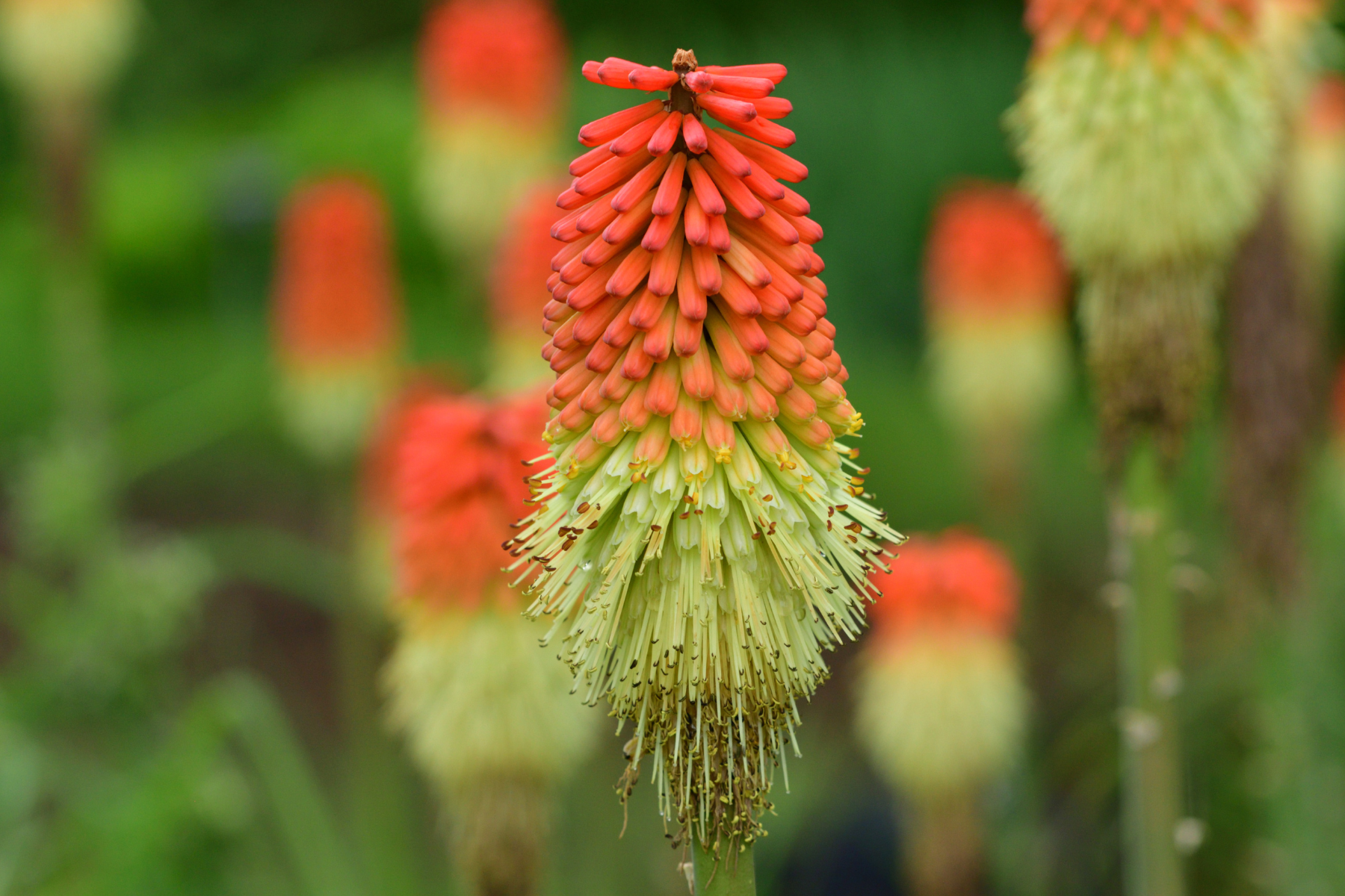 A cluster of vibrant red and yellow torch lilies in a green garden setting.