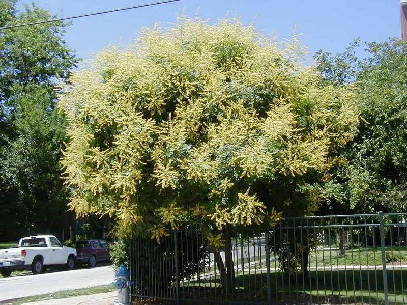 A tree with dense yellow-green foliage, surrounded by a fence, near a street with visible cars.