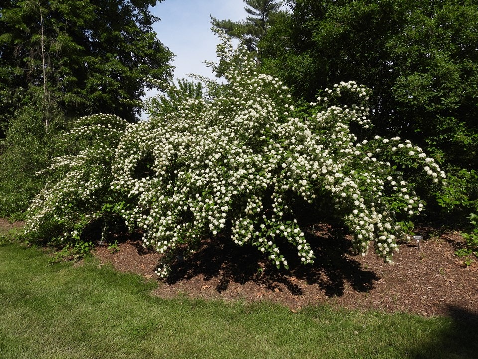 A large bush with numerous small white flowers in a garden setting.