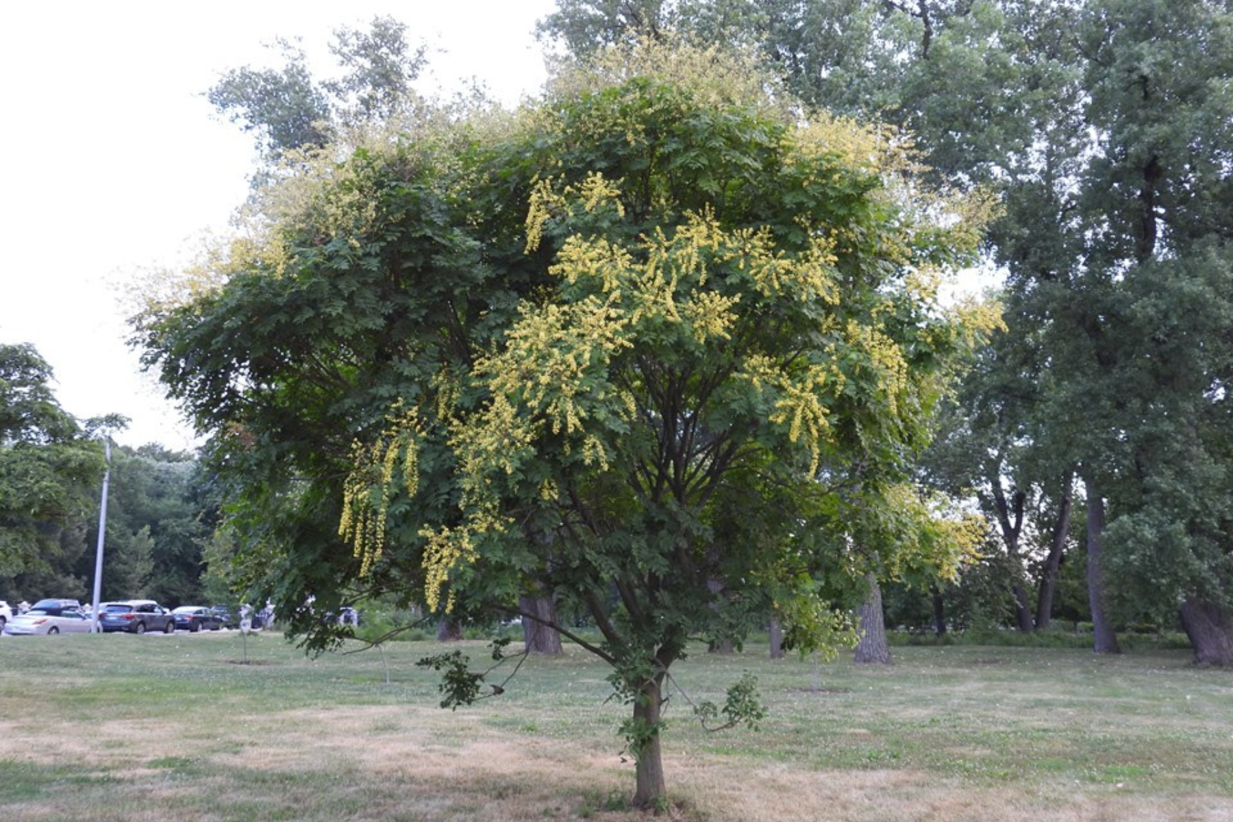 A tree with cascading yellow flowers in a park setting.