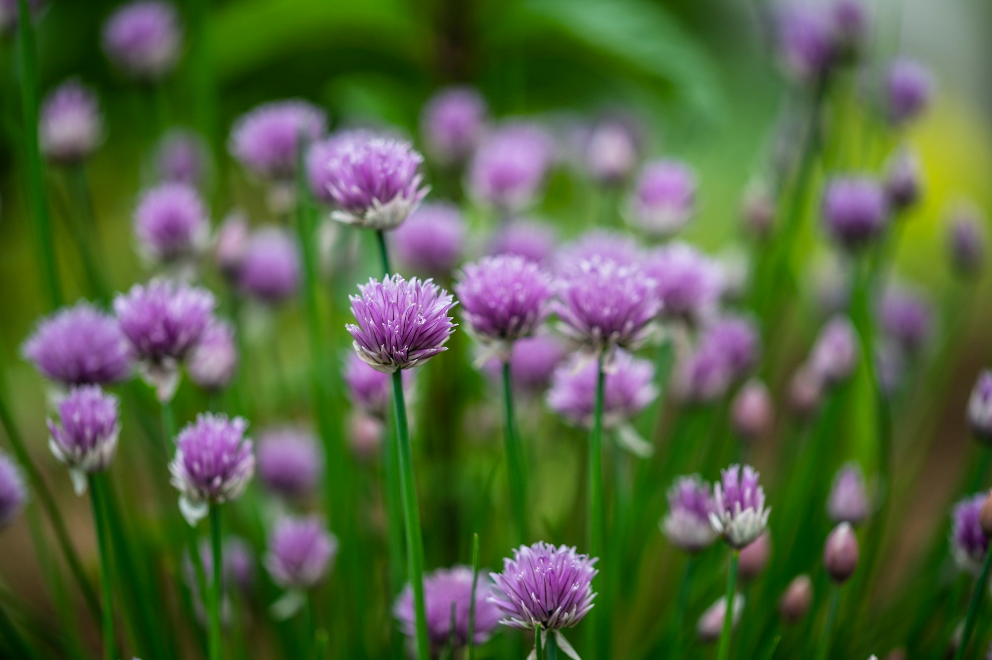 Purple flowers with green stems in a garden setting.