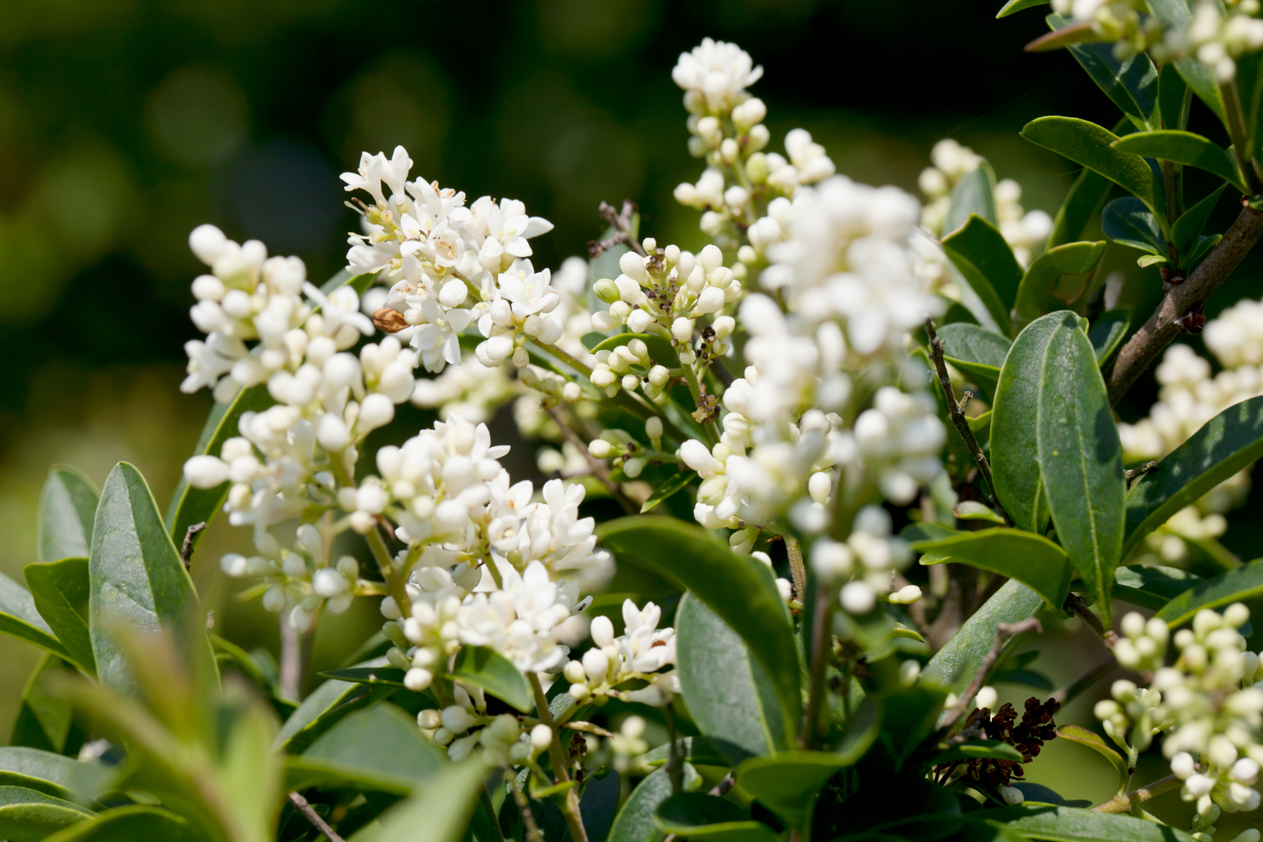 White flowers and green leaves on a bush against a blurred background.