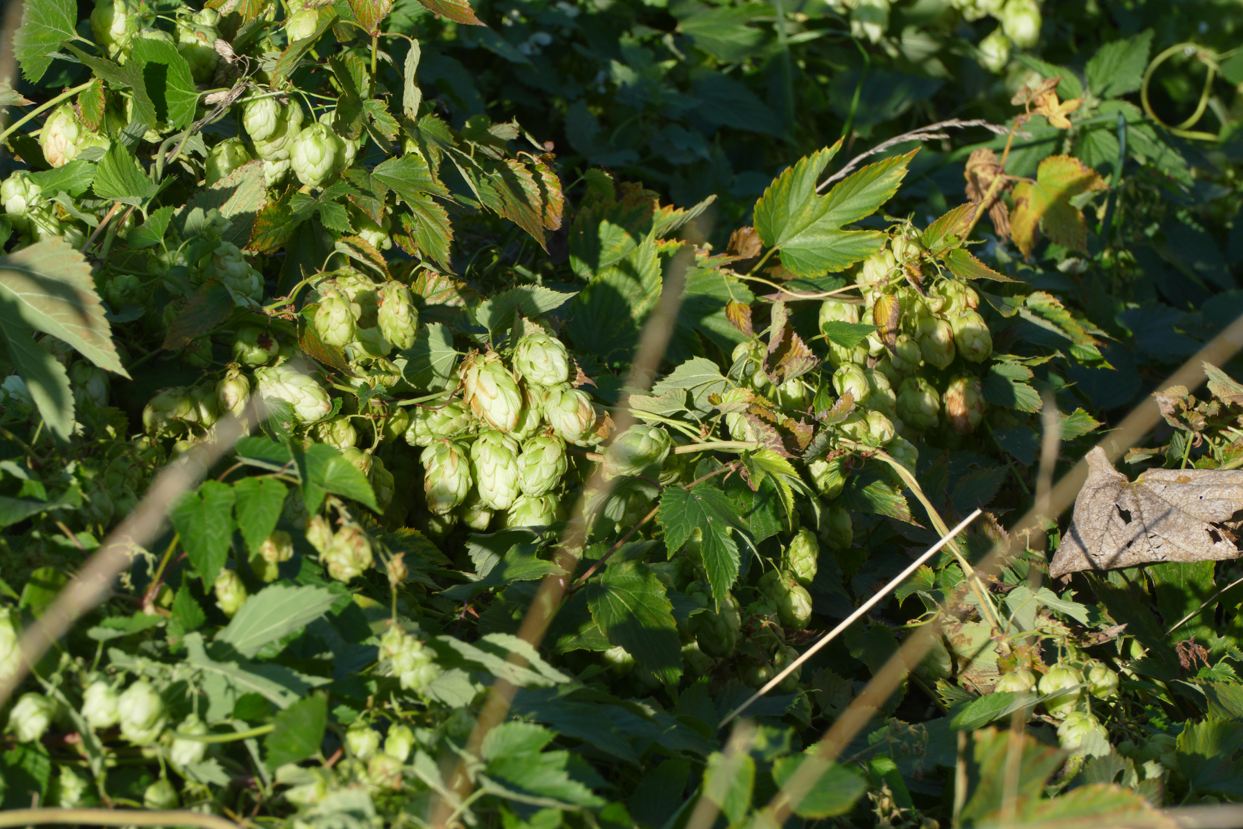 Green hop cones and leaves growing on a plant.