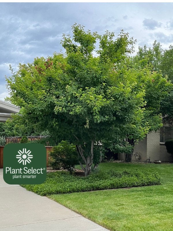 A tree in a grassy yard with a "Plant Select" logo on the image.