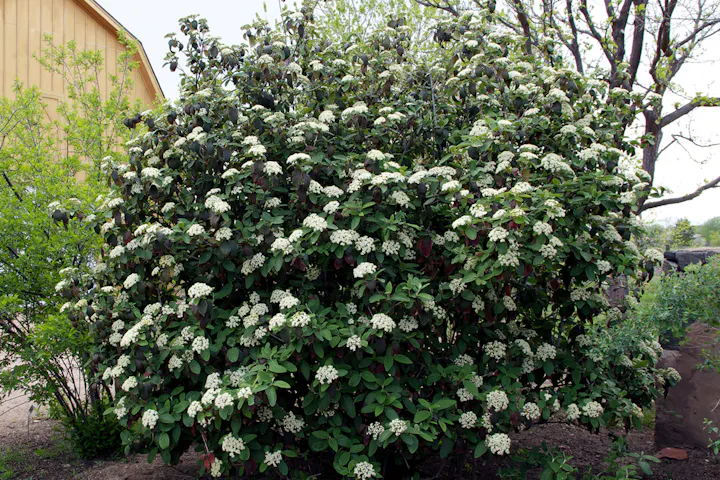 A large viburnum bush with clusters of small white flowers, surrounded by other greenery and part of a building in the background.