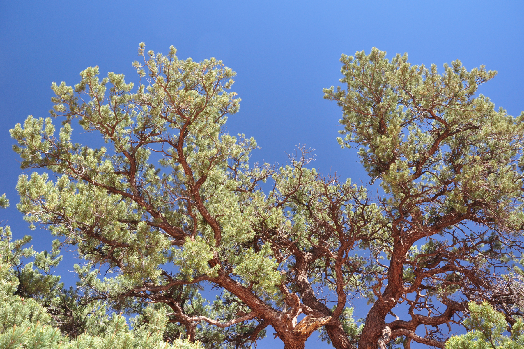 A tree with twisting branches and green foliage against a clear blue sky.