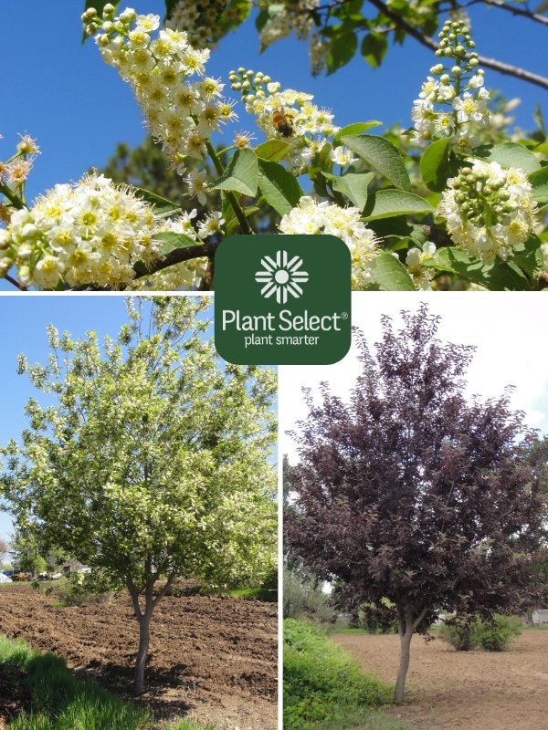 Blooming tree branches, two diverse trees, and Plant Select logo with "plant smarter" text.