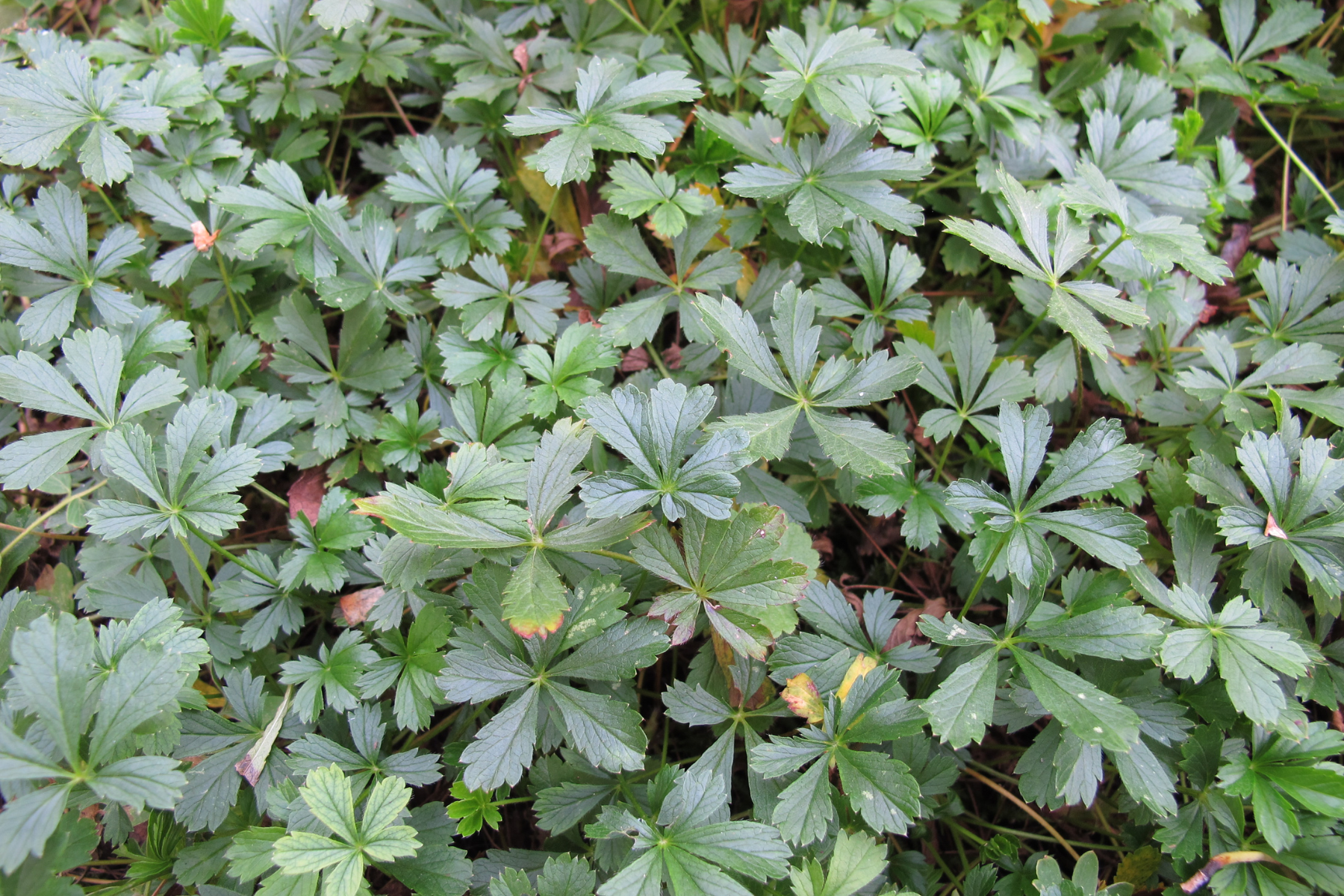 Green leaves with serrated edges densely covering the ground.