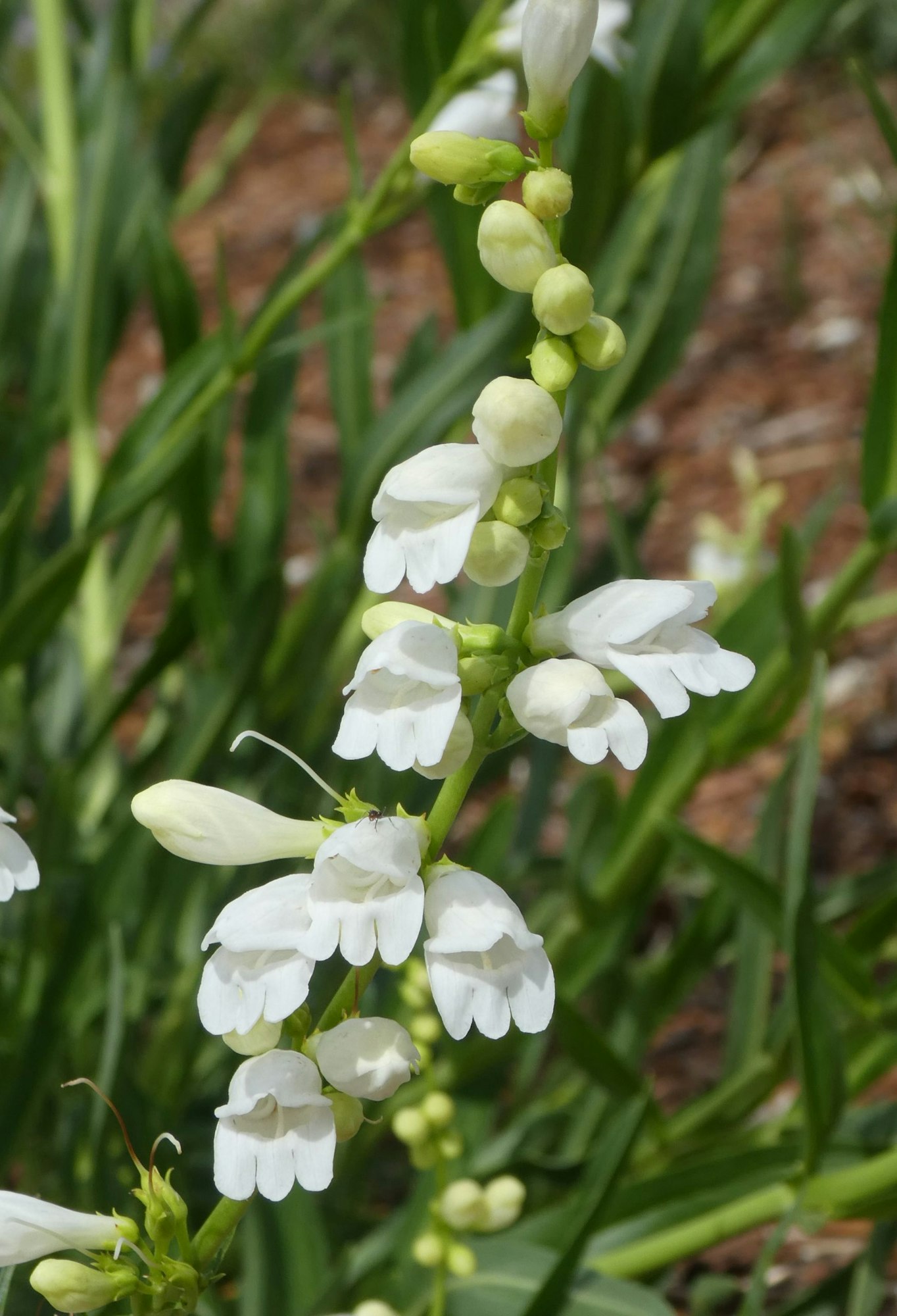 White tubular flowers on a tall green stem, surrounded by green leaves.