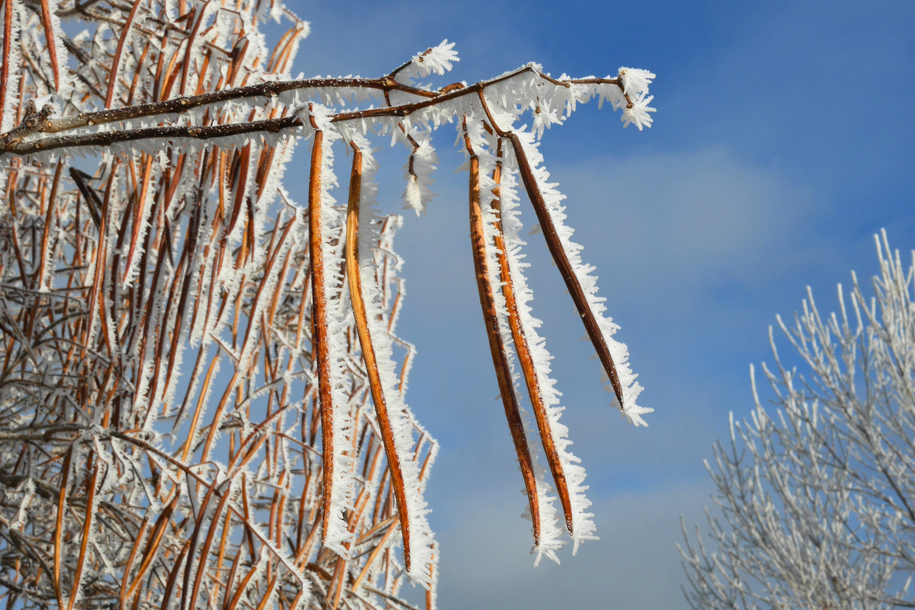Tree branches covered in frost against a blue sky.