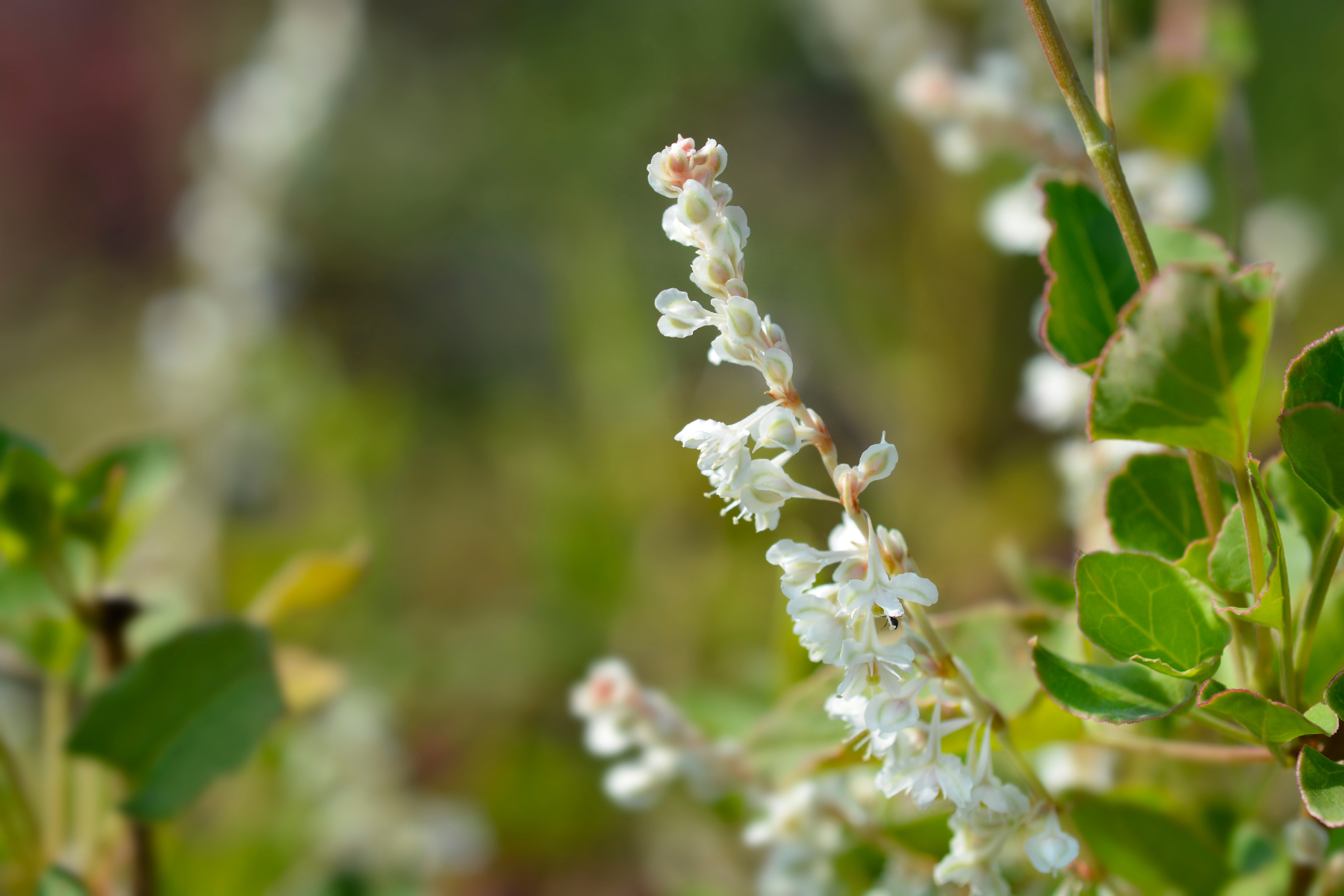 Close-up of small white flowers on a stem with green leaves and a blurred background.