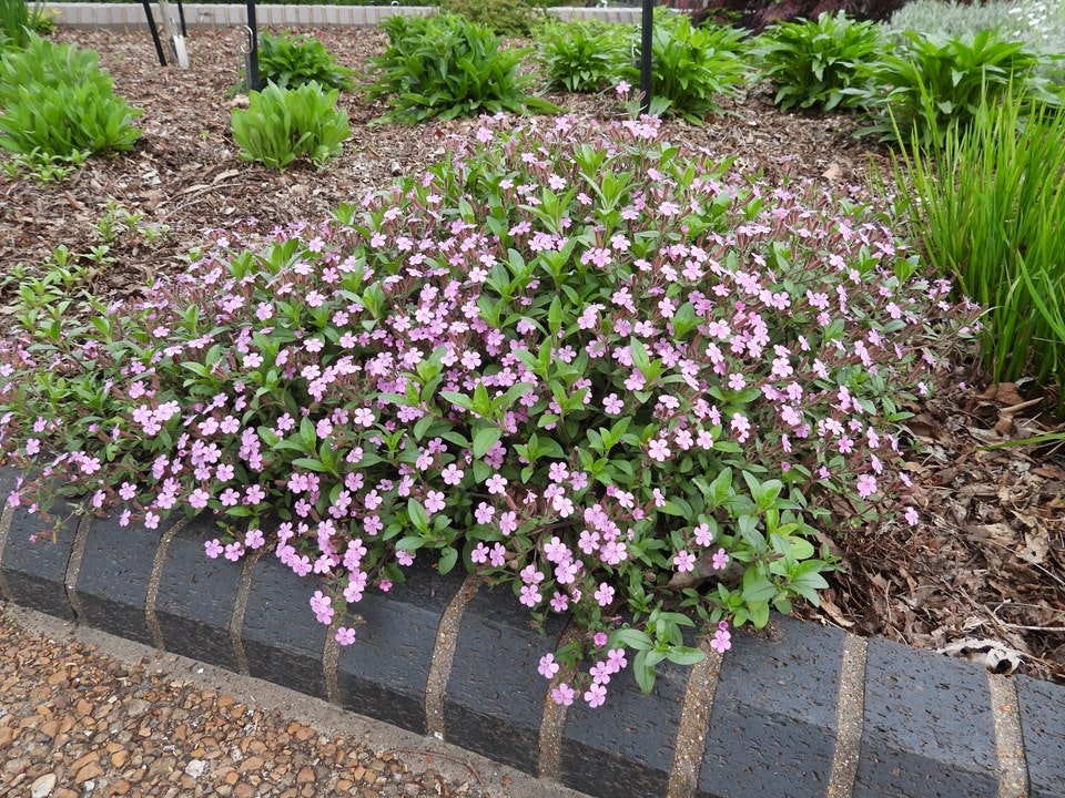 A cluster of small pink flowers with green leaves, planted in a mulched garden bed, bordered by a black brick edge.