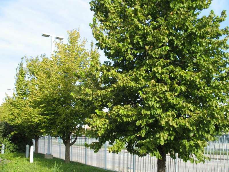 Trees with green leaves beside a metal fence on a sunny day.