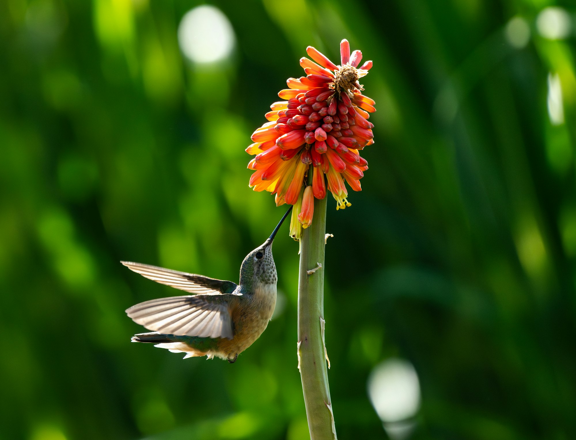 A hummingbird feeding on a vibrant, red-orange flower against a green blurred background.