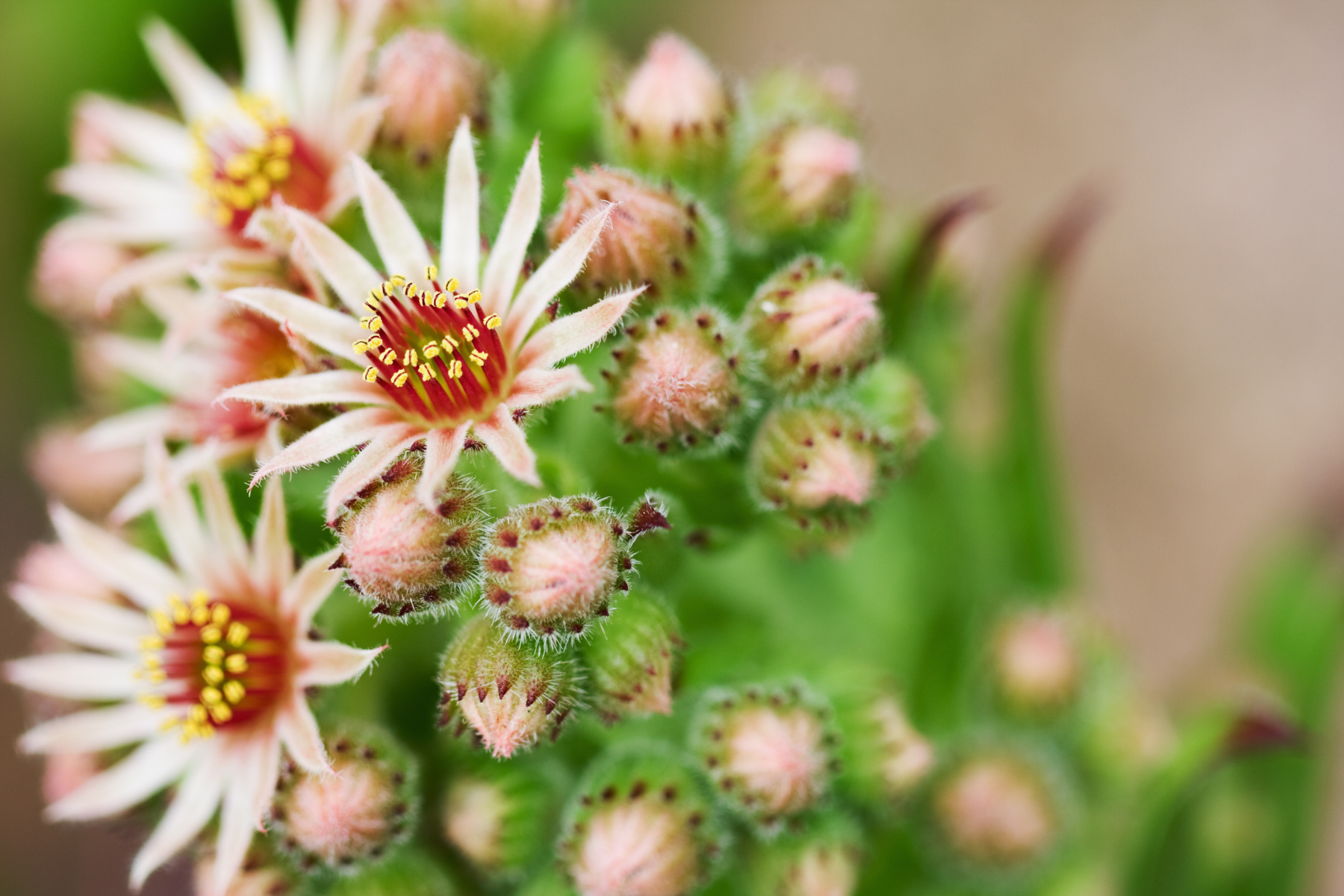 Close-up of pale pink flowers and flower pods on green succulent leaves.