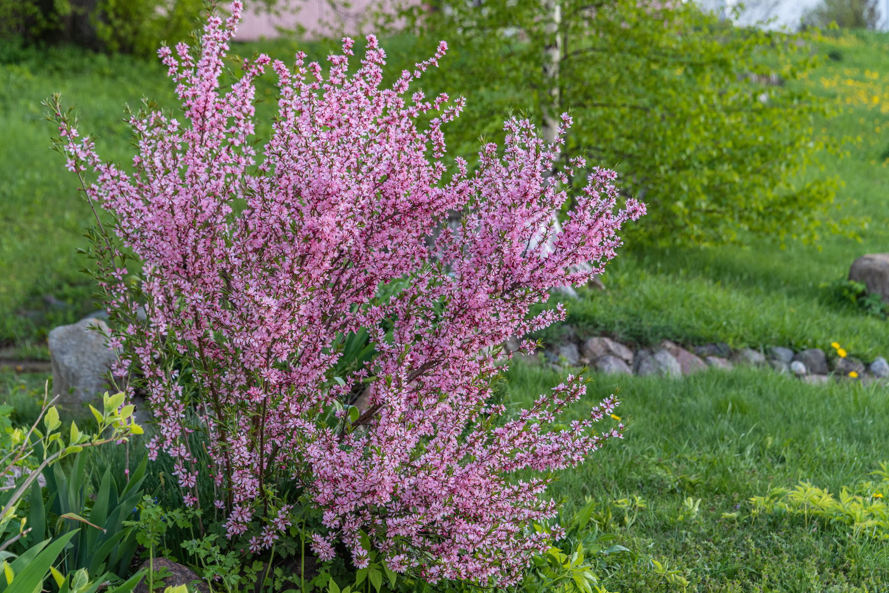 Pink flowering shrub in a garden, with green grass and rocks in the background.