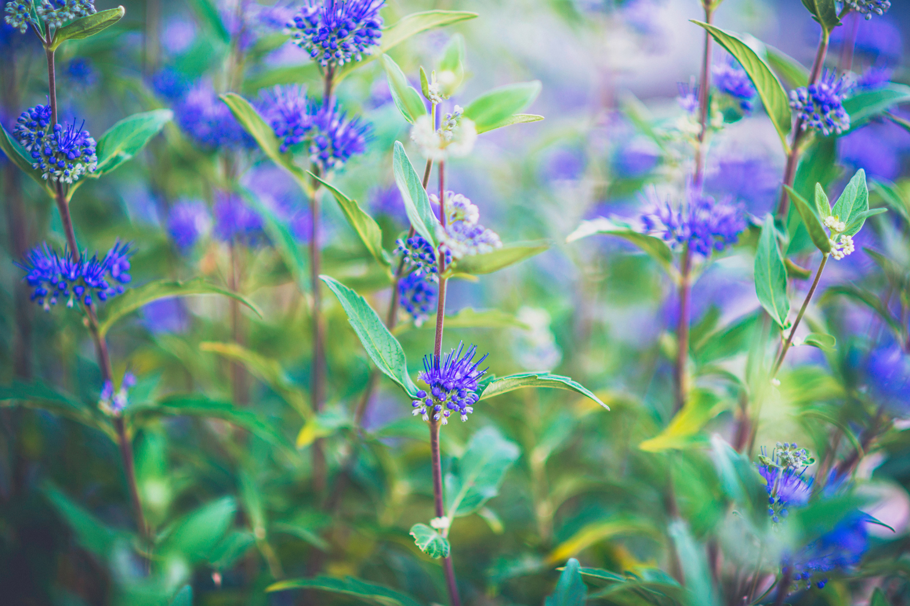 Purple flowers with green leaves in a garden setting.