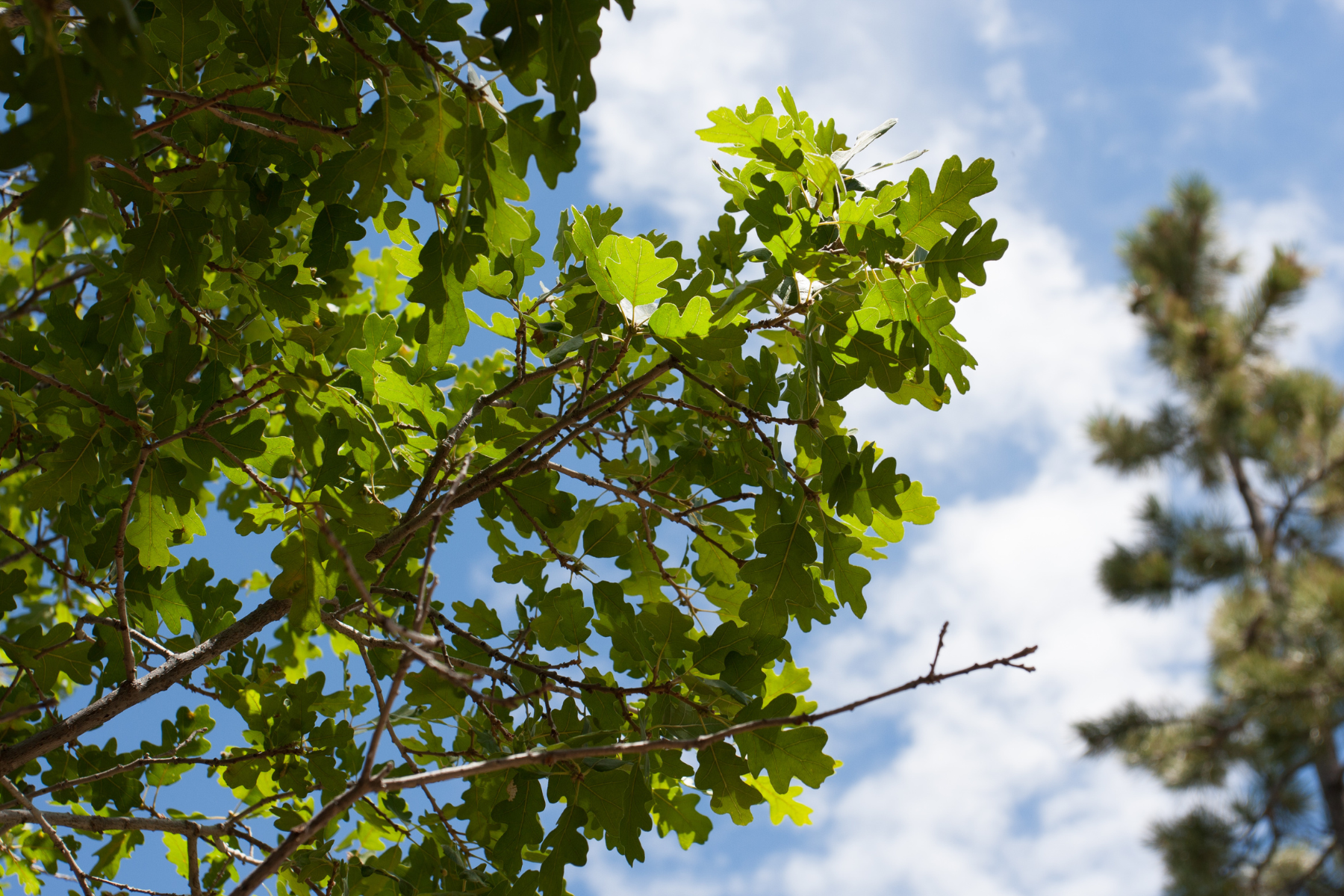 Green oak leaves against a blue sky with scattered clouds.