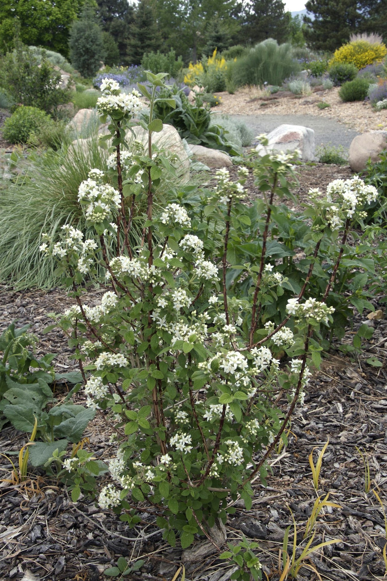A garden with shrubs, wildflowers, greenery, and rocks. Prominent white flowers are in focus.
