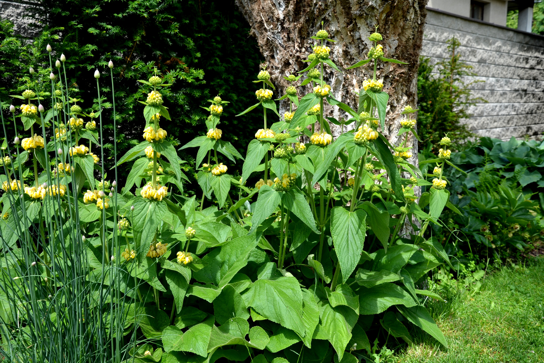 Tall plants with green leaves and yellow flowers growing in a garden, near a tree trunk and a stone wall.