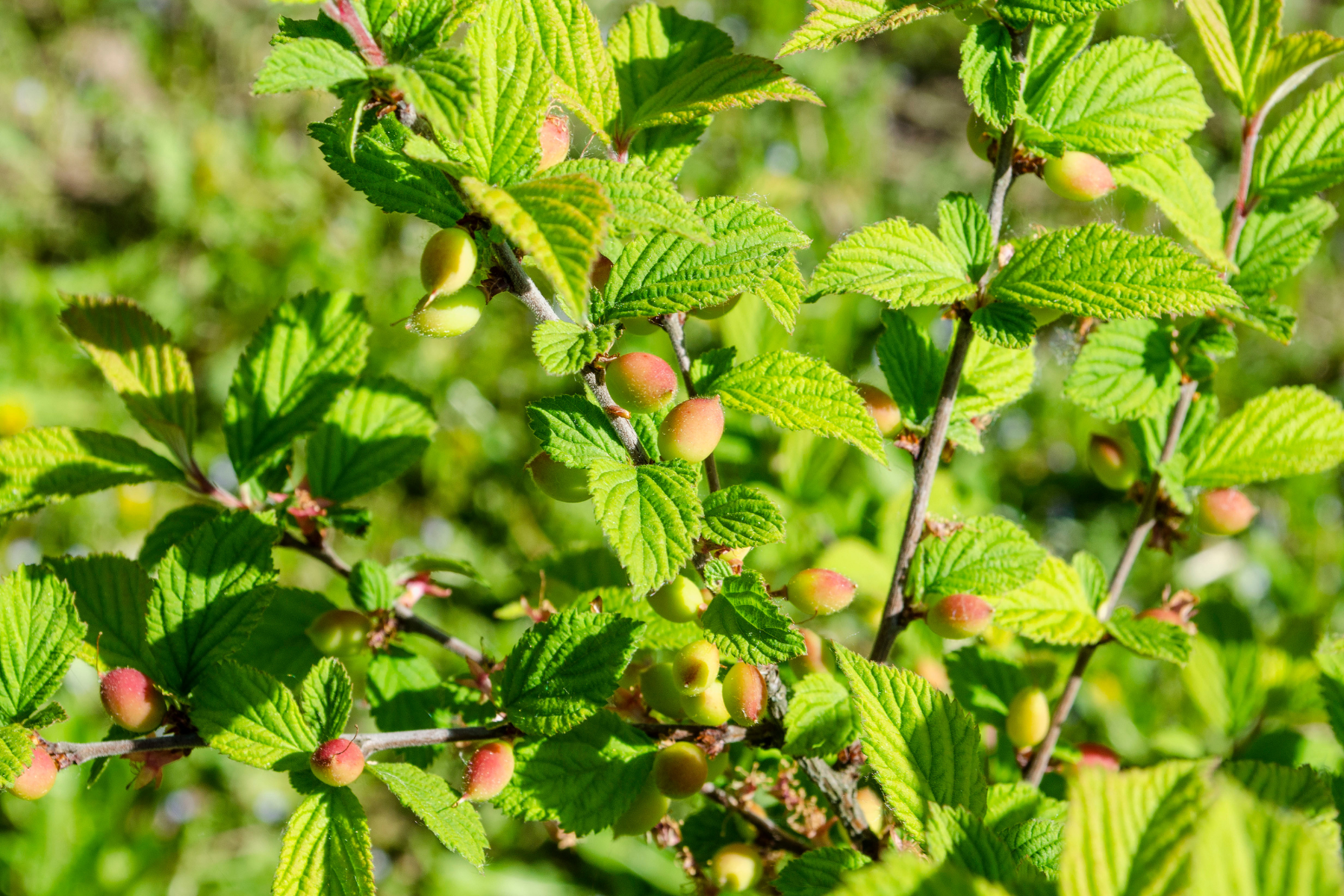 Green plant with small, unripe berries and lush leaves in sunlight.