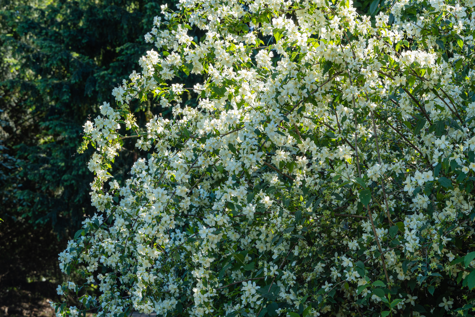 A bush full of white blossoms against a backdrop of dense green foliage.