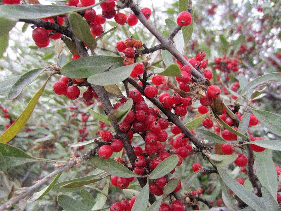 A bush with clusters of small red berries and green leaves.