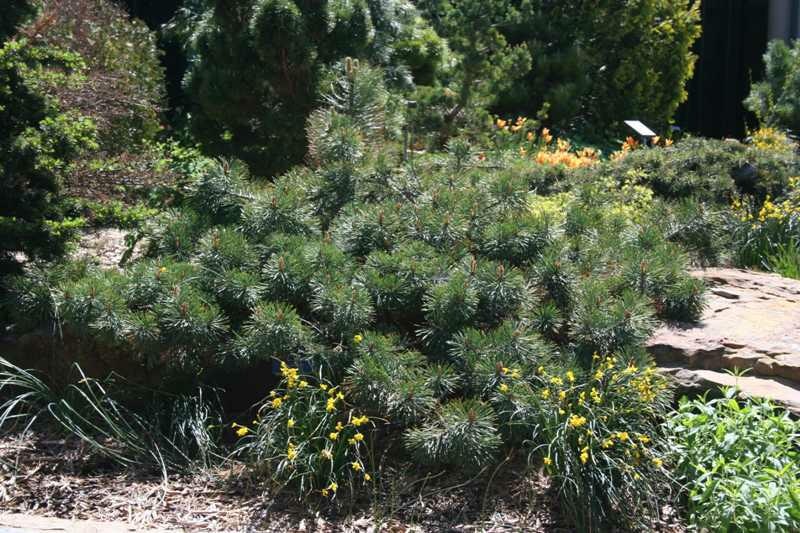 A lush garden with dense green shrubs, yellow flowers, and a large stone on the ground.