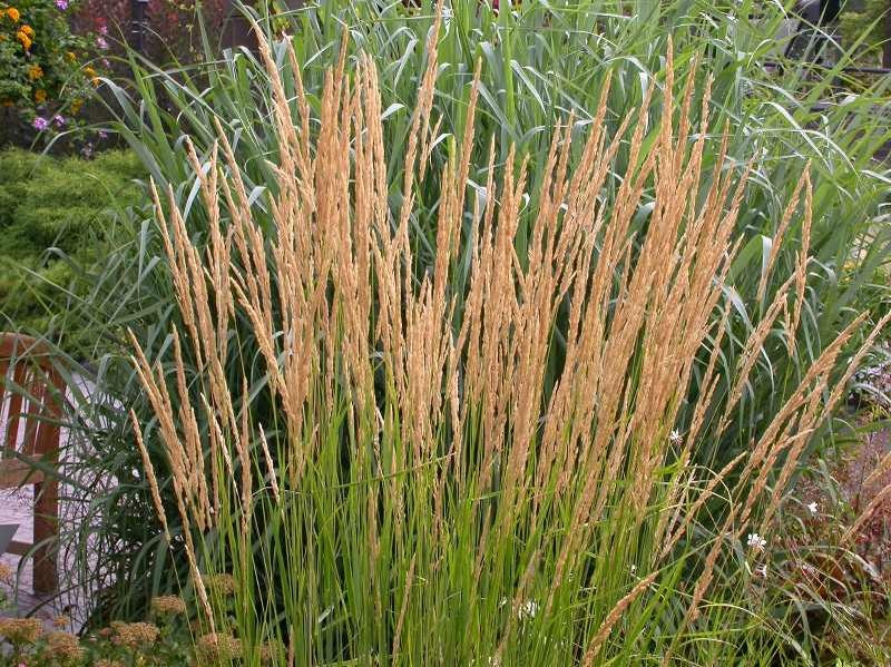 Tall grass with golden seed heads surrounded by lush green foliage in a garden setting.